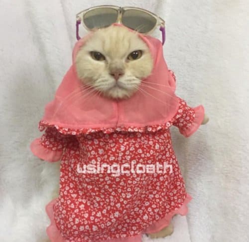 baju kucing muslimah