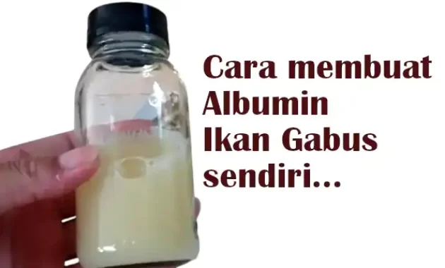 cara membuat albumin ikan gabus sendiri