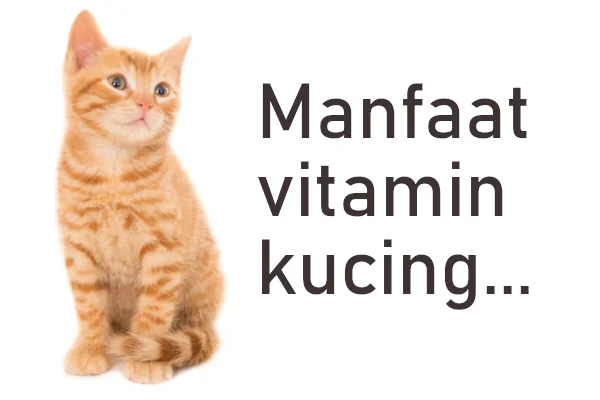 manfaat vitamin kucing